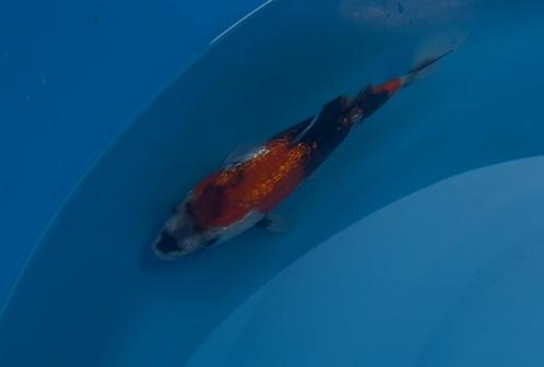 Ginrin Showa, Dieren en Toebehoren, Vissen | Vijvervissen, Karper of Koi