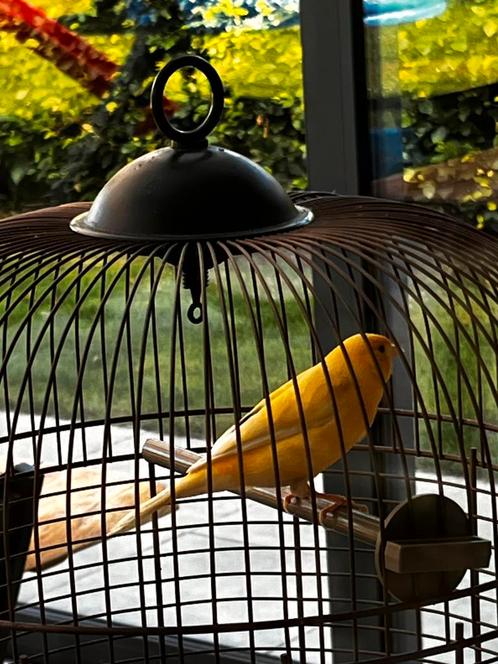 Kanarie man uit 2025 – gezond, behandeld & mooie zang  €20, Dieren en Toebehoren, Vogels | Overige Vogels, Wildzangvogel, Mannelijk