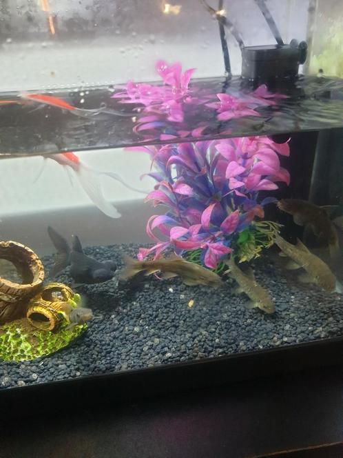 Te koop dringend wegens verhuizing !!, Dieren en Toebehoren, Vissen | Aquaria en Toebehoren, Ophalen