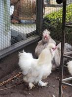 2 jonge zijdehoen hanen, Dieren en Toebehoren, Pluimvee, Mannelijk, Kip