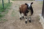 Baggerbonte bok, Dieren en Toebehoren, Schapen, Geiten en Varkens, Mannelijk, Schaap, 0 tot 2 jaar