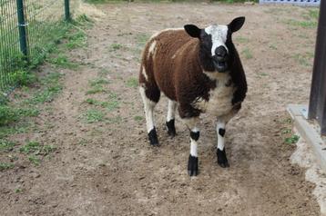 Baggerbonte bok  beschikbaar voor biedingen