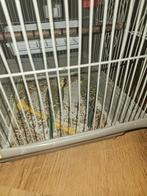 grasparkieten, Dieren en Toebehoren