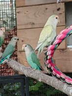 Volledige volière met 8 agapornis te koop, Animaux & Accessoires, Bagué