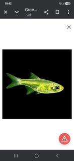 Danio kubotai locatie maastricht, Enlèvement