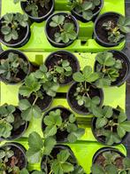 Aardbeiplanten, Tuin en Terras, Ophalen