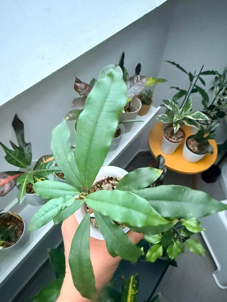 Ficus “Formosana Maxim”, Maison & Meubles, Plantes d'intérieur, Ficus, Enlèvement ou Envoi