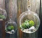 Hydroponie plantenpotjes in glas, Huis en Inrichting, Minder dan 50 cm, Nieuw, Glas, Ophalen