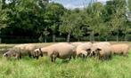 Agnelles Hampshire pure race saillie, Animaux & Accessoires, Moutons, Chèvres & Cochons, Mouton, Femelle, 0 à 2 ans