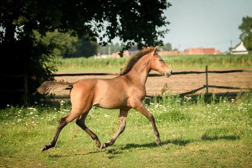 PRE merrieveulen Susaeta bloedlijn, Animaux & Accessoires, Chevaux, Jument, Ne s'applique pas, 160 à 165 cm, 0 à 2 ans, Cheval de dressage