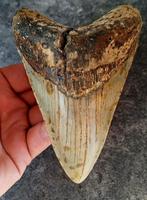 MEGALODON TAND USA	305	gr	13,2x9,2x3,0	cm, Ophalen of Verzenden, Fossiel