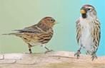 Noorse Barmsijzen, Dieren en Toebehoren, Vogels | Overige Vogels, Meerdere dieren, Wildzangvogel