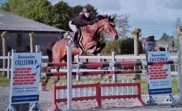 Ruiter zpekt paard om uit te brengen op wedstrijd !  beschikbaar voor biedingen