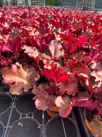 Heuchera hybr. ‘Boysenberry’, Ophalen, Zomer, Vaste plant