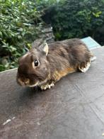 Kleurdwerg Voedstertje, Dieren en Toebehoren, Konijnen, Vrouwelijk, Dwerg, 0 tot 2 jaar