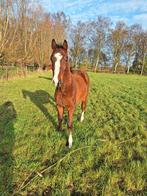 ruin wordt in 2026 3 jaar, Dieren en Toebehoren, Paarden, Springpaard, Gechipt, Ruin, 0 tot 2 jaar