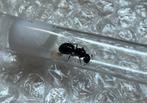 Camponotus ligniperda 1q+b / mieren ant kolonie, Dieren en Toebehoren, Mieren