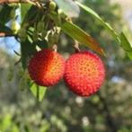 Aardbeiboom/Arbutus unedo in soorten, Ophalen, Volle zon