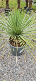 Yucca Rostrata Palmlelie-, Ophalen