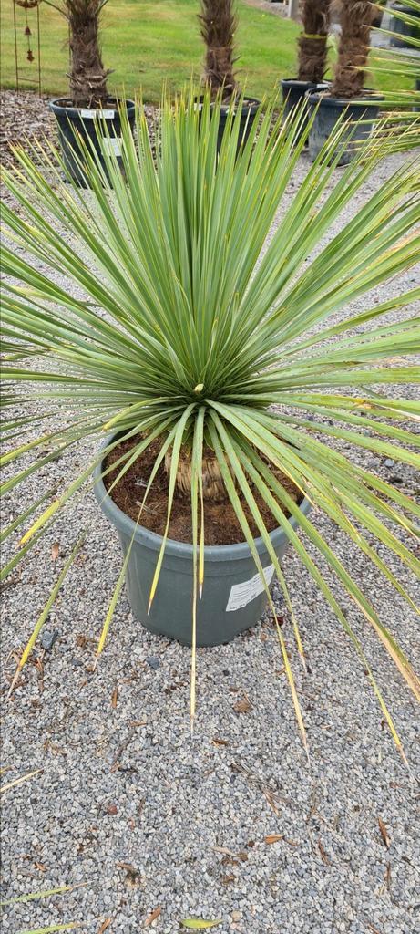 Yucca Rostrata Palmlelie-, Tuin en Terras, Planten | Tuinplanten, Ophalen