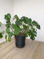 Mooie Monstera plant, Huis en Inrichting, Kamerplanten, Overige soorten, Minder dan 100 cm, Halfschaduw, Ophalen