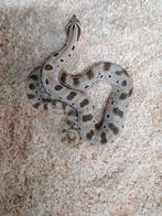 Hognose arctic conda 2.0, Dieren en Toebehoren