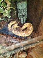 Mooie python slang, Dieren en Toebehoren, Reptielen en Amfibieën, Slang, Tam