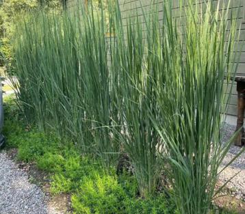 Panicum virgatum 'Northwind' beschikbaar voor biedingen