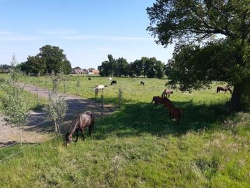 Paardenpension, Mise à l'étable, 1 cheval ou poney