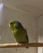 Forpus DGroen, Dieren en Toebehoren