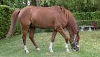 C-pony te koop met stamboek, Dieren en Toebehoren, Pony's, C pony (1.27m tot 1.37m), B, 11 jaar of ouder, Gechipt