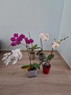 Lot orchideeën met bloempot samen voor 30 euro, Huis en Inrichting, Ophalen, Overige soorten, In pot, Minder dan 100 cm