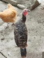 Kalkoen, Dieren en Toebehoren, Pluimvee, Kalkoen
