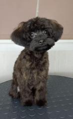 Schattige hypoallergene mini pups, Dieren en Toebehoren, België, Fokker | Hobbymatig, Overige rassen, CDV (hondenziekte)