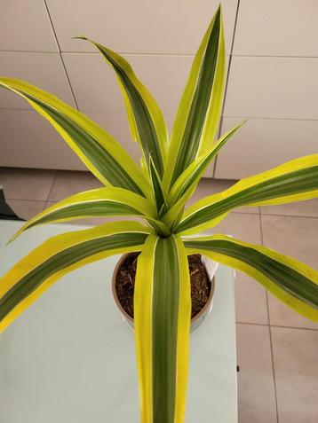 Dracaena fragans 'Lemon Lime beschikbaar voor biedingen
