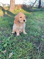 Mooie goldendoodle pups!, Dieren en Toebehoren, Golden retriever, België, CDV (hondenziekte), 8 tot 15 weken