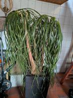 olifantenpoot incl pot, Huis en Inrichting, Ophalen, 200 cm of meer, Overige soorten, In pot