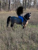 C pony, Animaux & Accessoires, Poneys, Vermifugé, Poney C (1.27 m à 1.37m), 11 ans ou plus, Ne s'applique pas