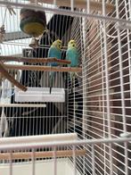 koppel blauwe Grasparkieten 20€ met koi 40€, Dieren en Toebehoren, Vogels | Parkieten en Papegaaien, Meerdere dieren, Parkiet