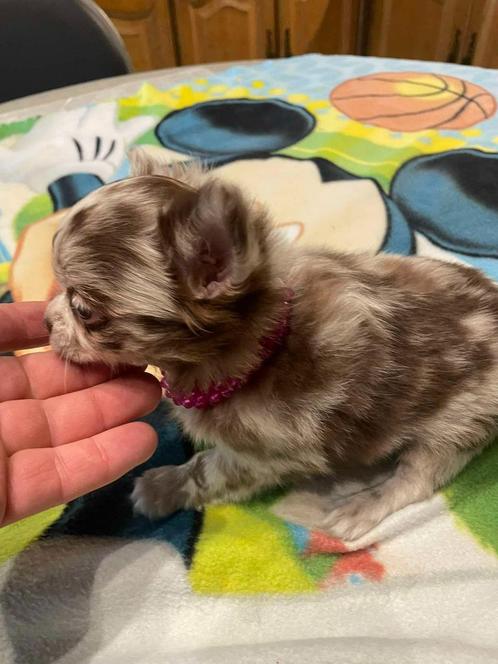 chihuahua pups t.cup & mini raszuiver zeer mooie ! kleintjes, Dieren en Toebehoren, Honden | Chihuahua's en Gezelschapshonden