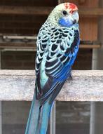 Gevraagd 0-1 Blauwwangrosella, Dieren en Toebehoren