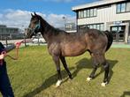 engelse volbloed ruin 6 jaar, Dieren en Toebehoren, Springpaard, Minder dan 160 cm, Gechipt, Ruin