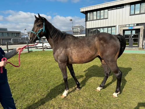 Brave 6 jarige ruin, Dieren en Toebehoren, Paarden, Ruin, Minder dan 160 cm, 3 tot 6 jaar, Springpaard, Met stamboom, Gechipt