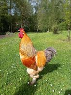 Coq Brahma, Animaux & Accessoires, Volatiles, Poule ou poulet, Mâle