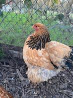 Poules Brahma à vendre, Animaux & Accessoires, Volatiles