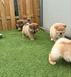 Prachtige chow chow pups, Dieren en Toebehoren, Honden | Poolhonden, Keeshonden en Oertypen, België, CDV (hondenziekte), 8 tot 15 weken