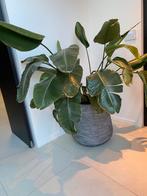 Grote kamerplant / Strelitzia, Huis en Inrichting, Kamerplanten, Ophalen