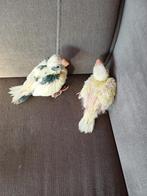 Kakariki, Dieren en Toebehoren, Vogels | Parkieten en Papegaaien, Geslacht onbekend, Parkiet, Geringd