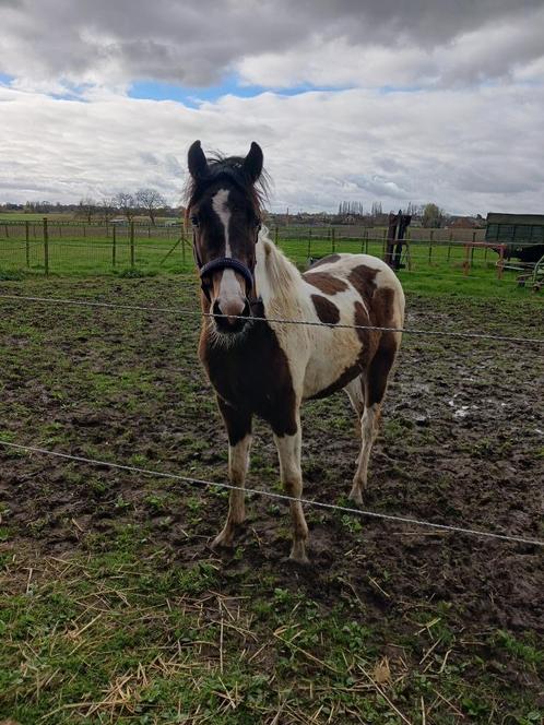 western veulen, Animaux & Accessoires, Chevaux, Étalon, Moins de 160 cm, 0 à 2 ans, Cheval western, Avec pedigree