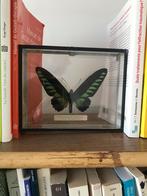 Papillon sous vitrine, Collections, Collections Animaux, Enlèvement, Utilisé, Insecte, Autres types